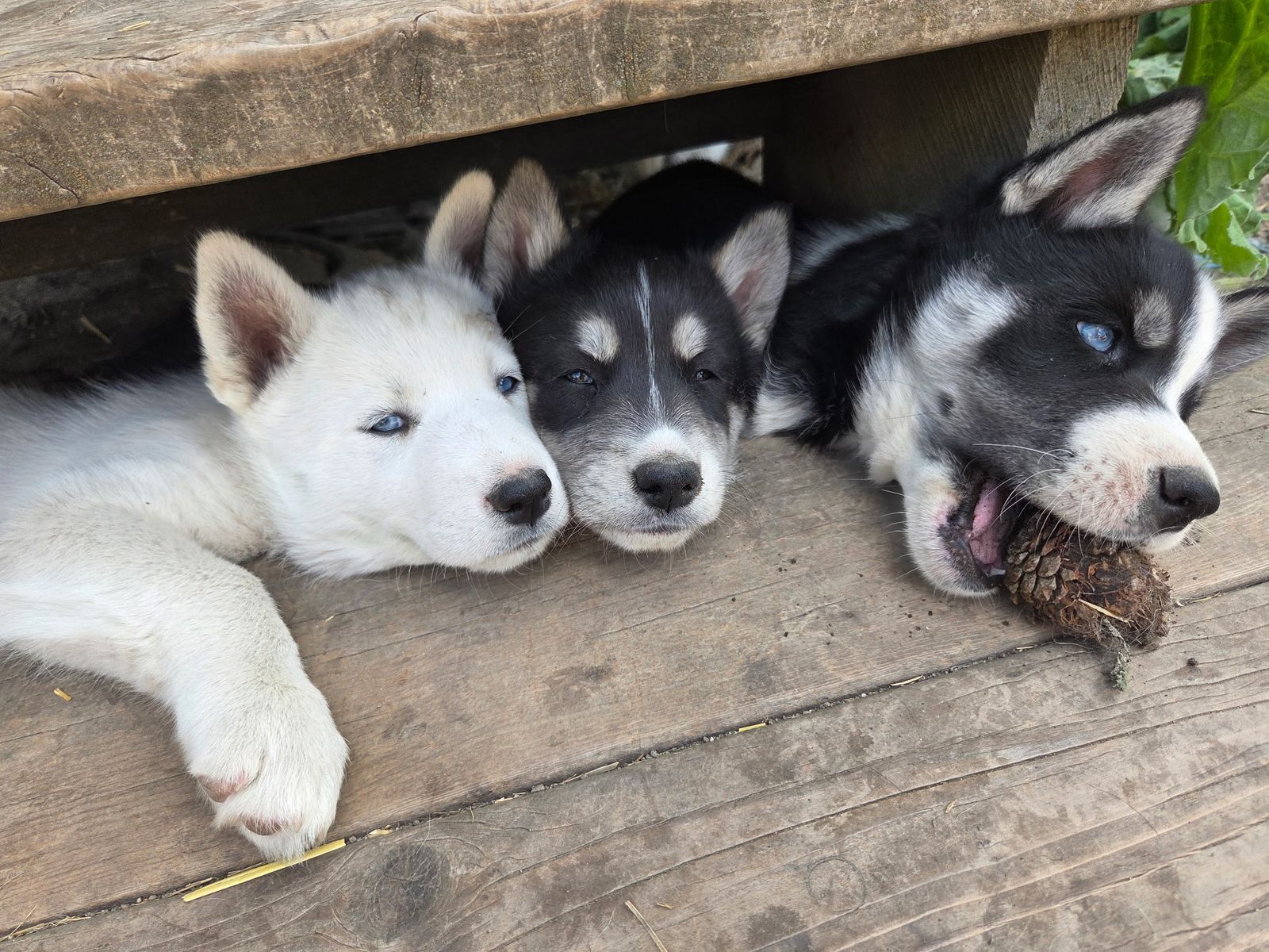 AKC Purebred Siberian Husky Puppies - Ready Now!