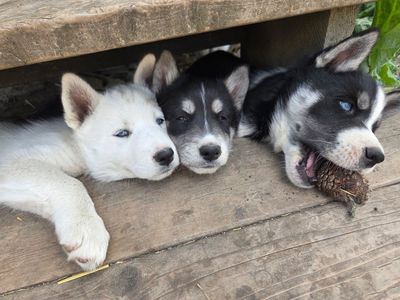 AKC Purebred Siberian Husky Puppies - Ready Now!