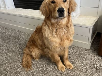 AKC Champion Golden Retriever Stud