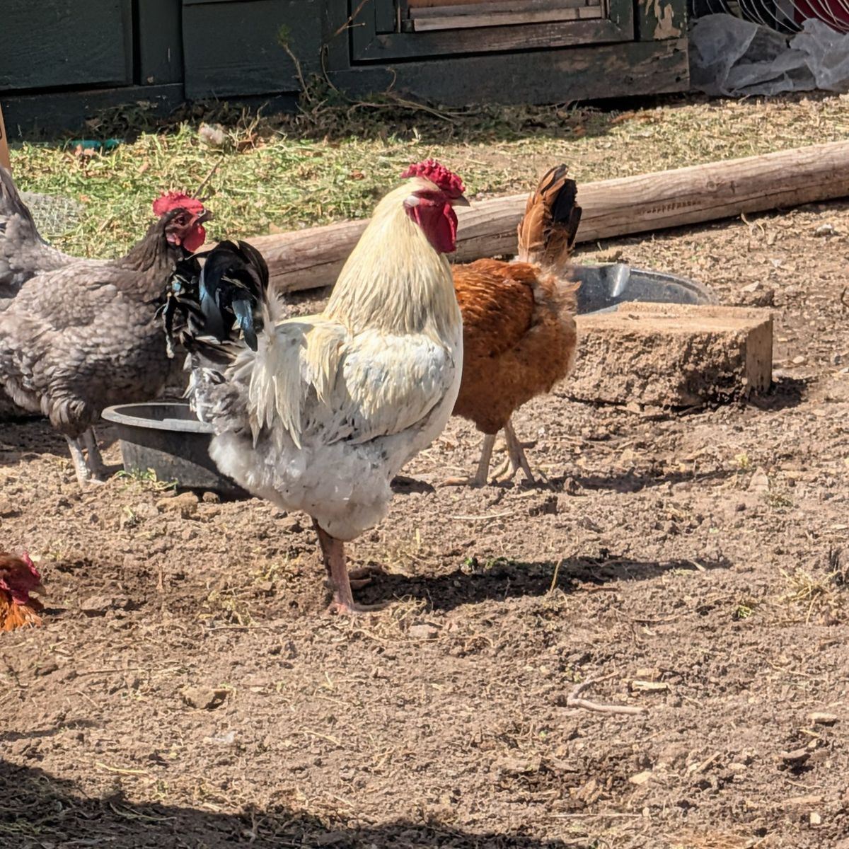 free rooster