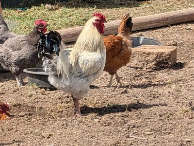 free rooster