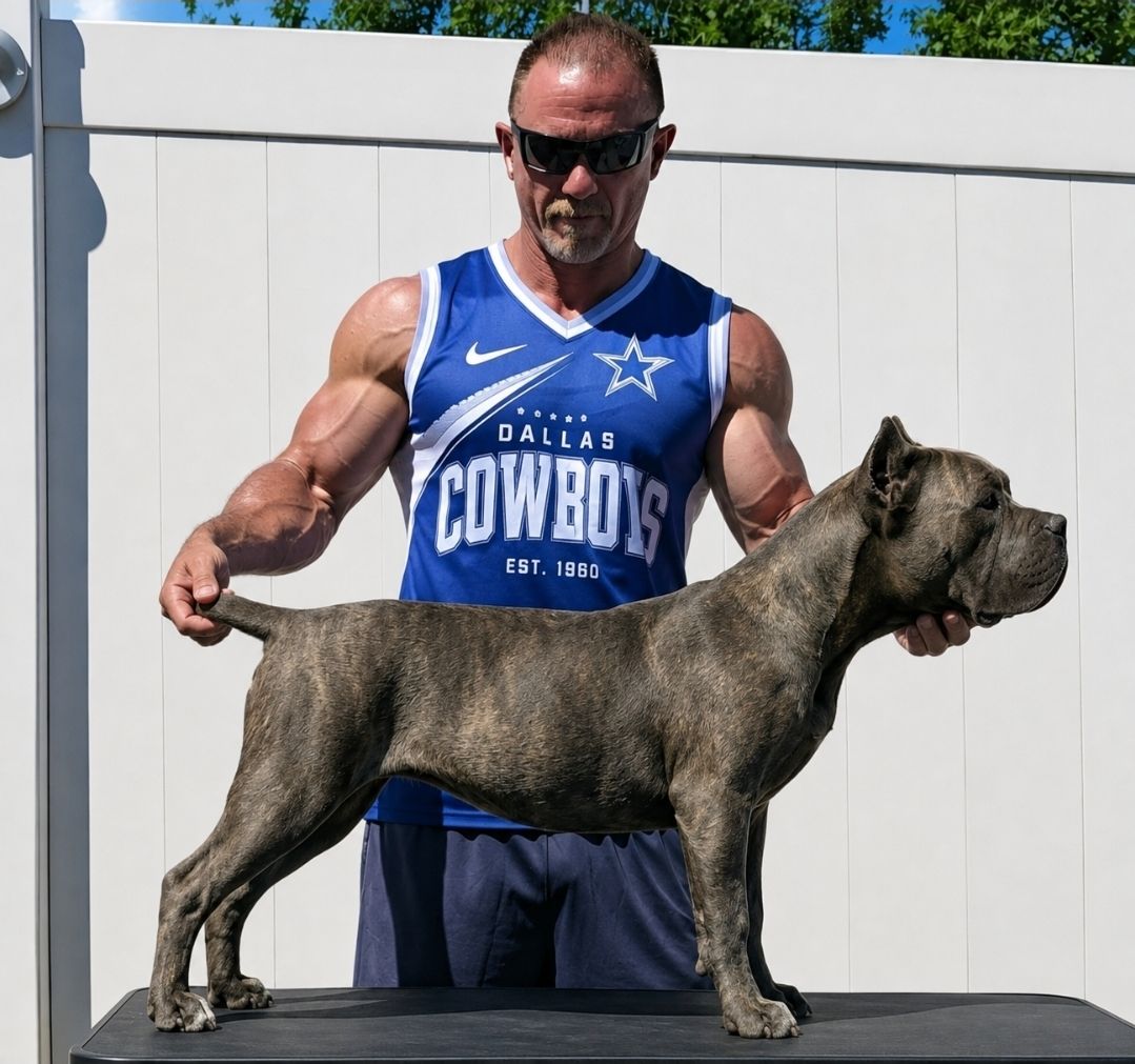Cane corso female (Grey Brindle )