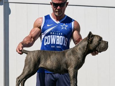Cane corso female (Grey Brindle )