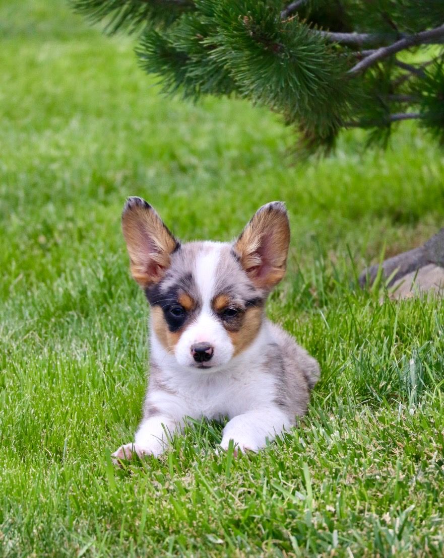 Auggie Puppies