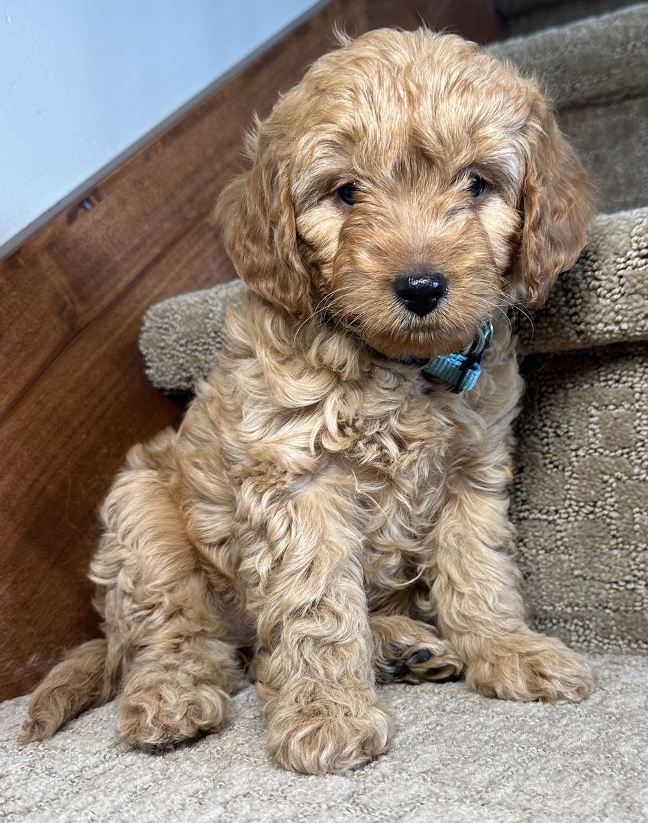 F1B Mini Goldendoodle Puppies – READY NOW 8 WEEKS - Under 20 lbs Full Grown | Hypoallergenic | Incredible Temperament