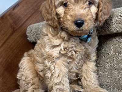 F1B Mini Goldendoodle Puppies – READY NOW 8 WEEKS - Under 20 lbs Full Grown | Hypoallergenic | Incredible Temperament
