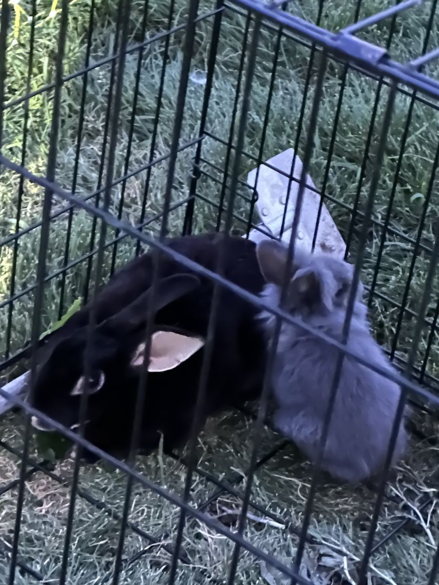 Adult soft black rabbit