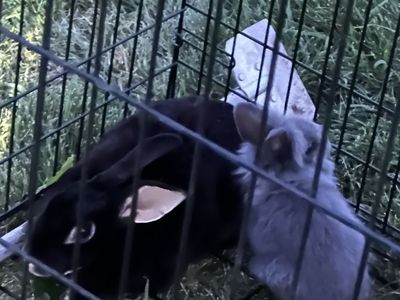 Adult soft black rabbit