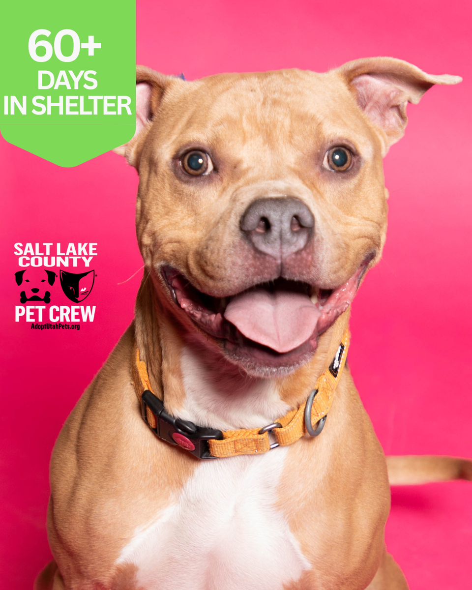 A161513 Mac is Available for Adoption!