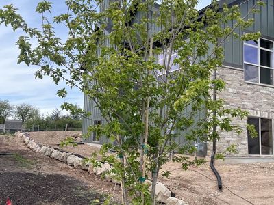 Tree. Likely a maple