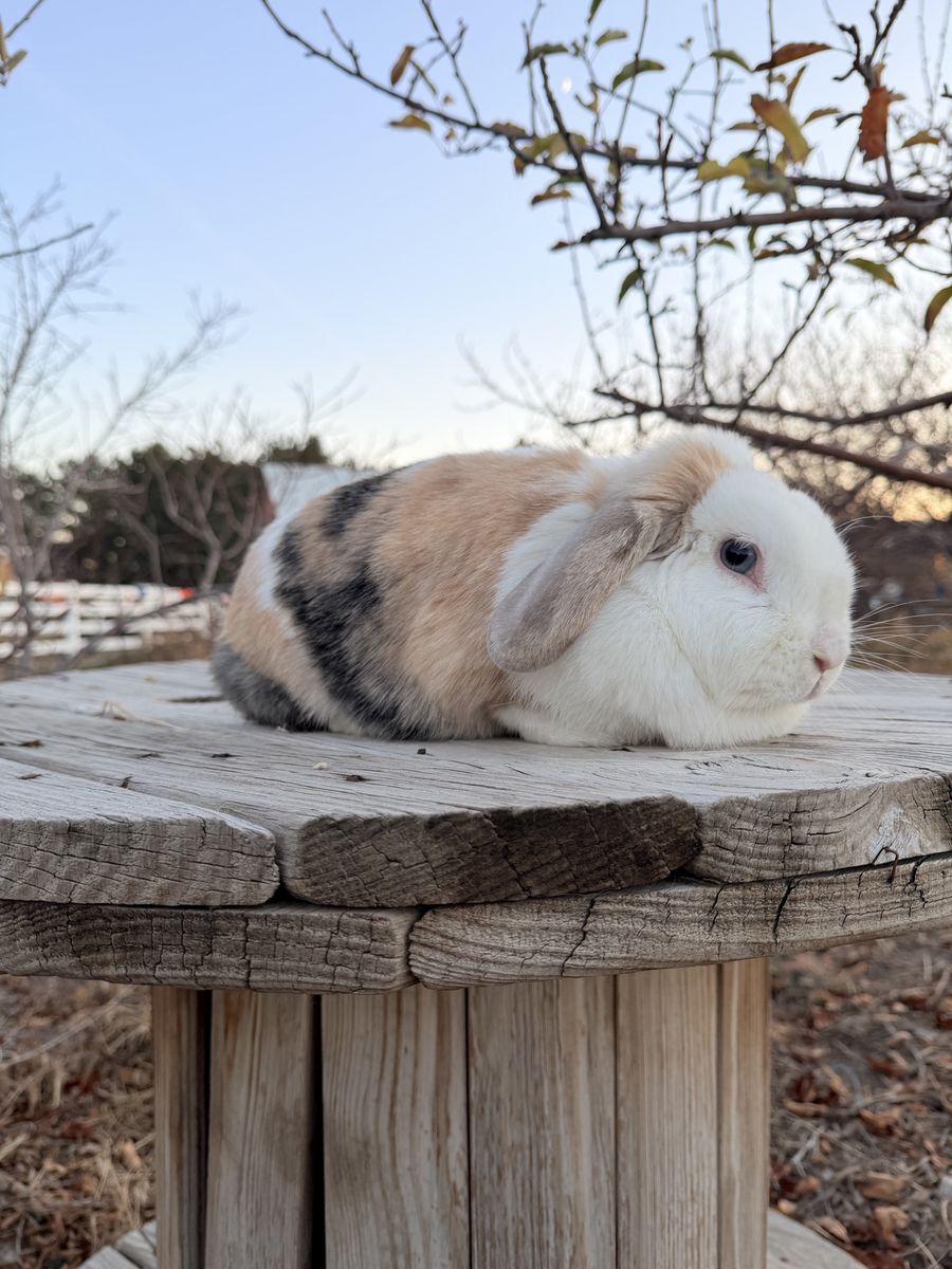 Purebred Holland Lop Doe