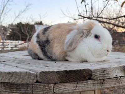 Purebred Holland Lop Doe