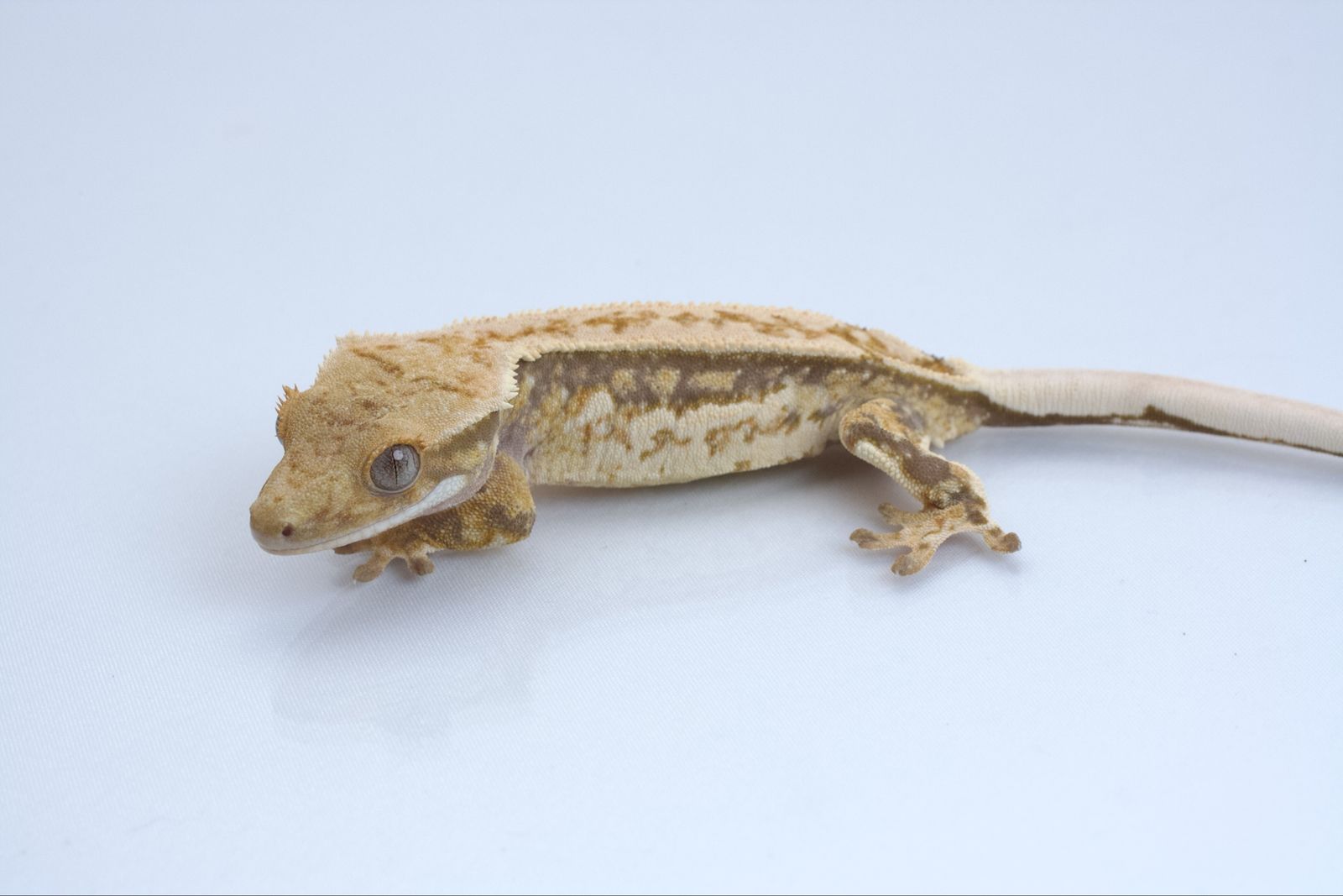 Main image 6