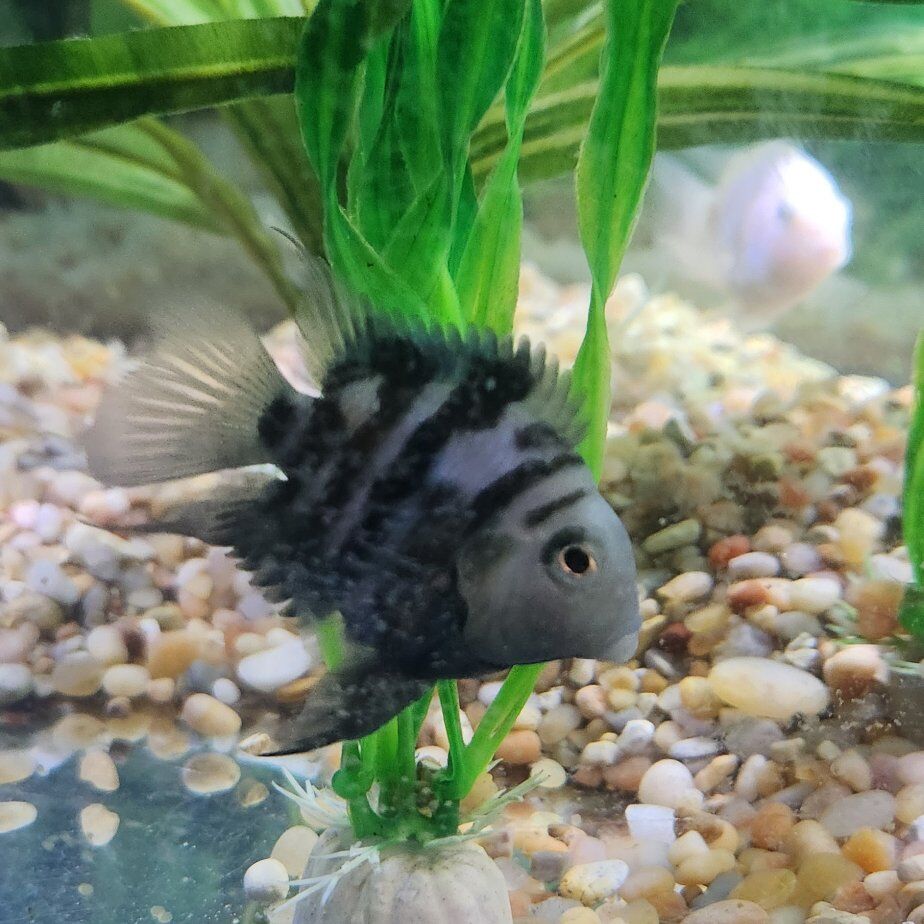 Blue polar cichlid and Snowwhite Polar cichlid