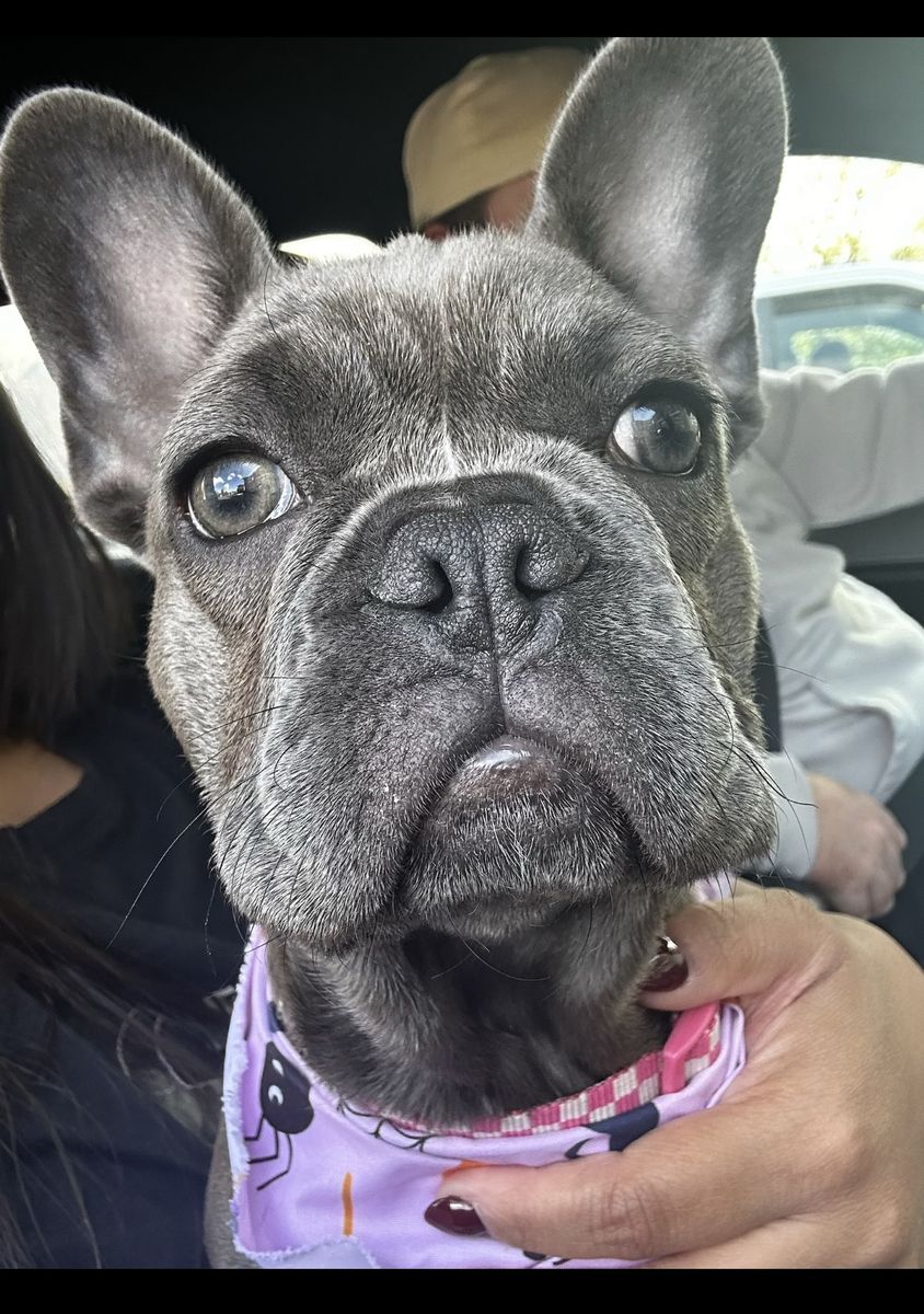 French Bulldog 