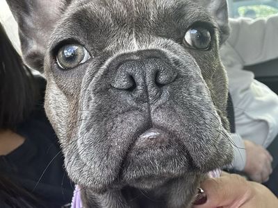 French Bulldog