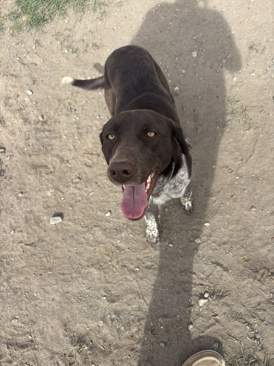 Germain Short Hair Lab Mix