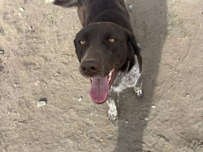 Germain Short Hair Lab Mix