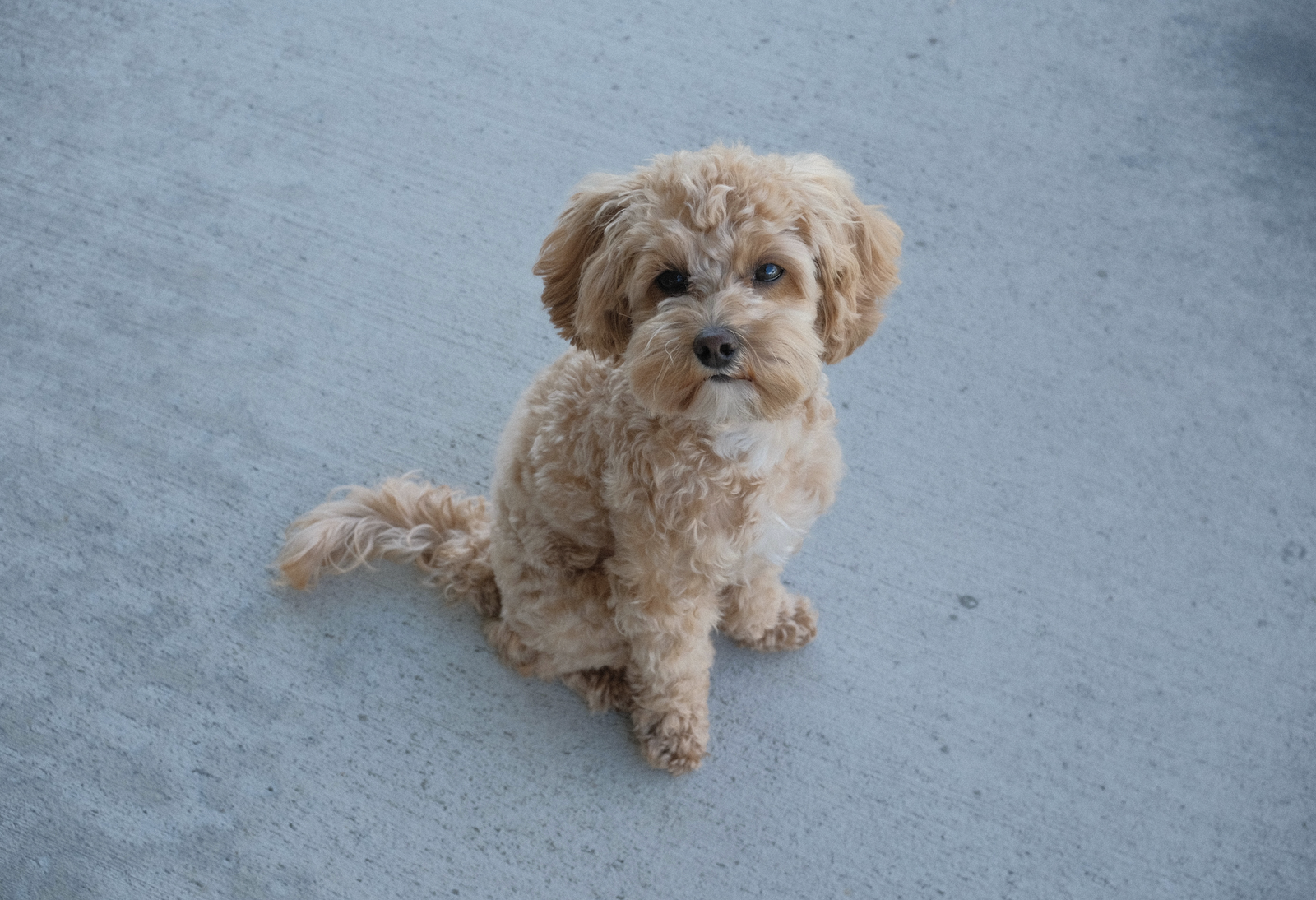 Micro 5lb F1b Cavapoo Stud - FF, +/- Bb, Beautiful Ashy Blonde. 