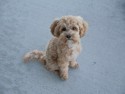 Micro 5lb F1b Cavapoo Stud - FF, +/- Bb, Beautiful Ashy Blonde.