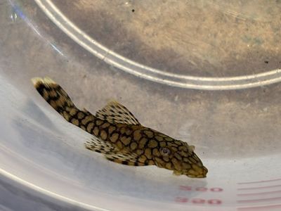 Wabenmuster Pleco