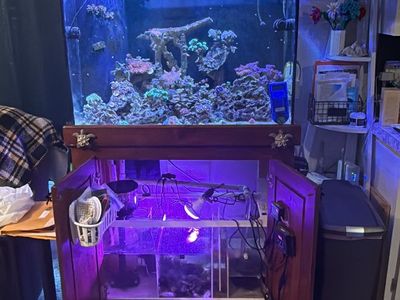 65 gallon reef tank husband passed need to sell