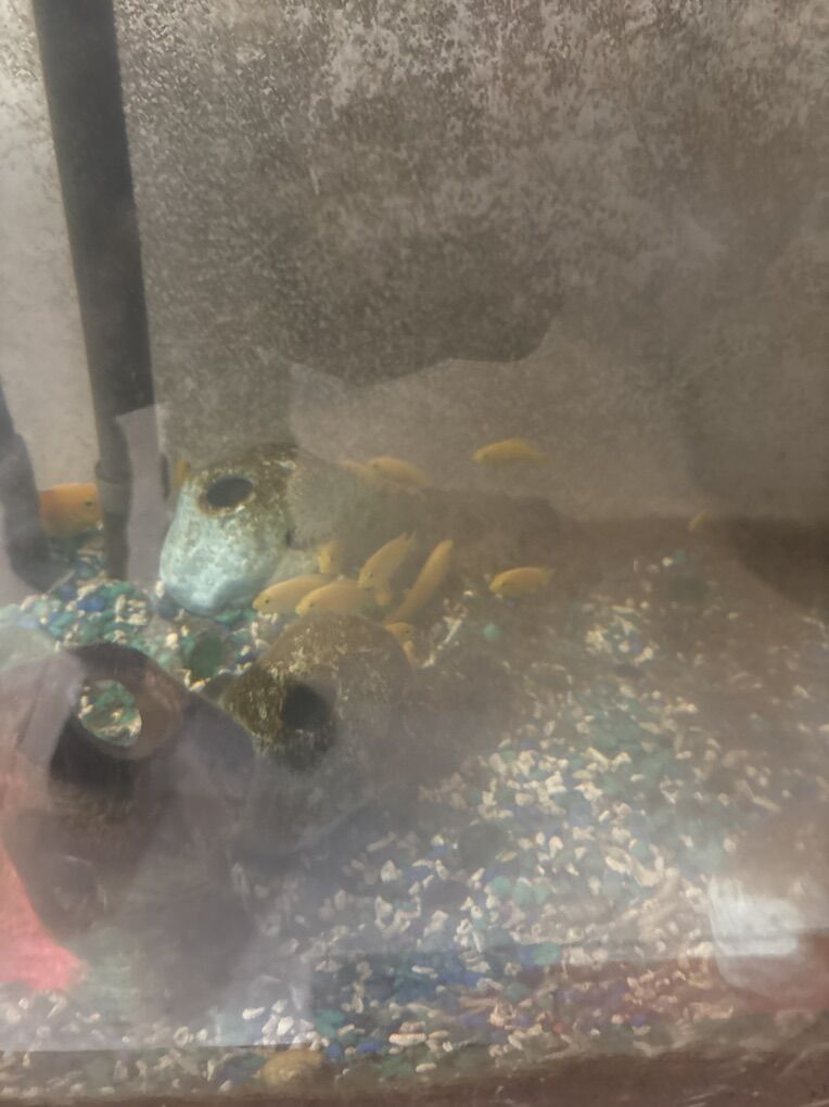 Cichlid Blazing Orange