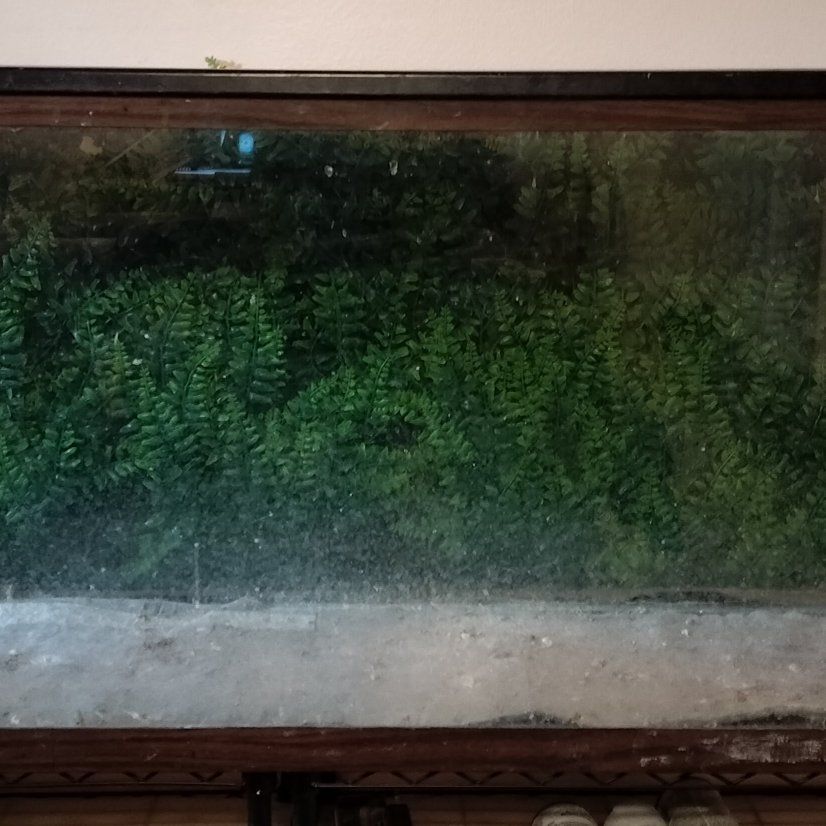 Custom Terrarium Tank (Need gone by Friday)