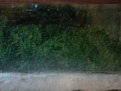 Custom Terrarium Tank (Need gone by Friday)