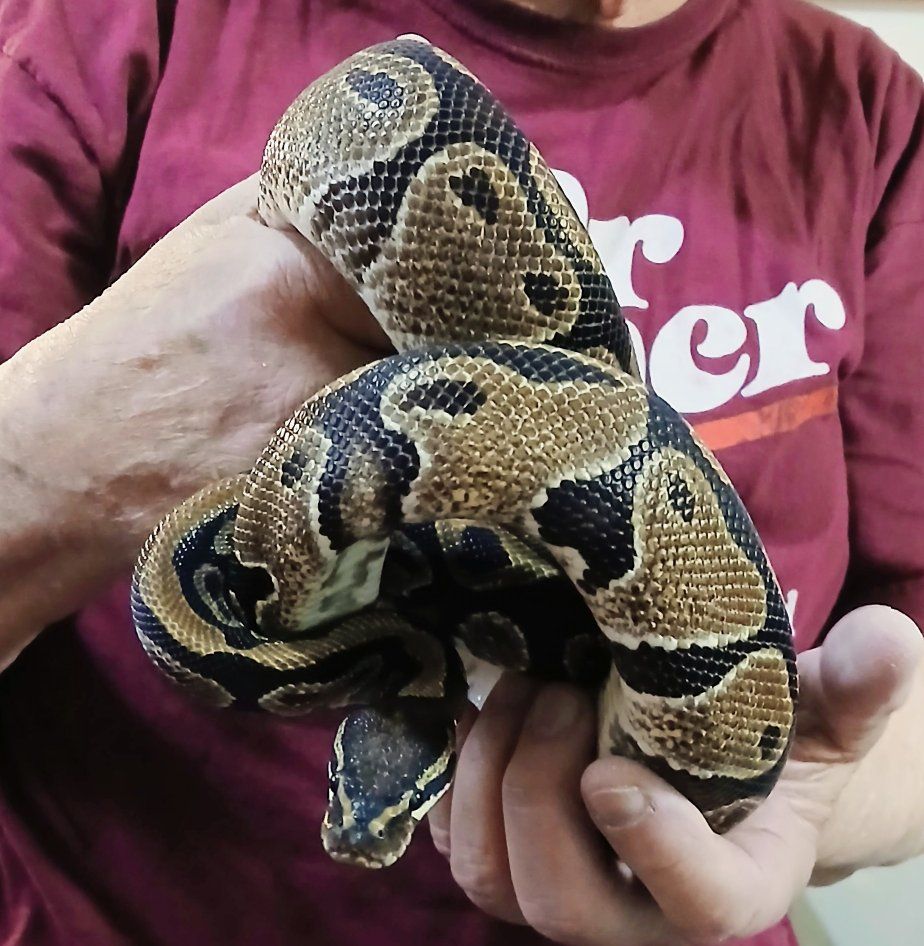 Ball Python