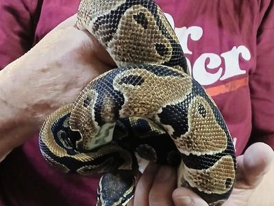 Ball Python