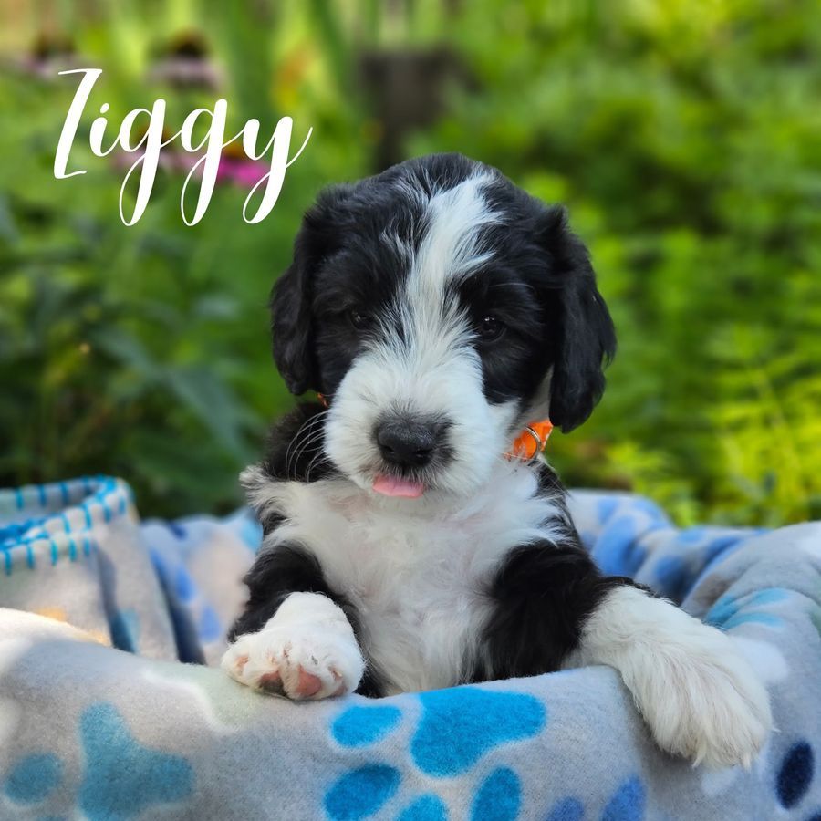 Medium Aussiedoodle