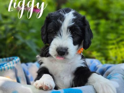 Medium Aussiedoodle