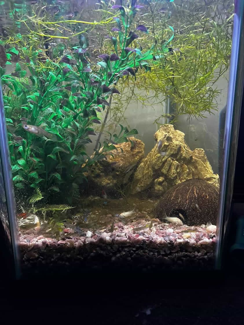 Hexagonal Fish Tank With Fish - 20 Gallons