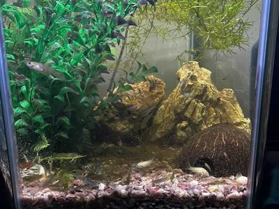 Hexagonal Fish Tank With Fish - 20 Gallons