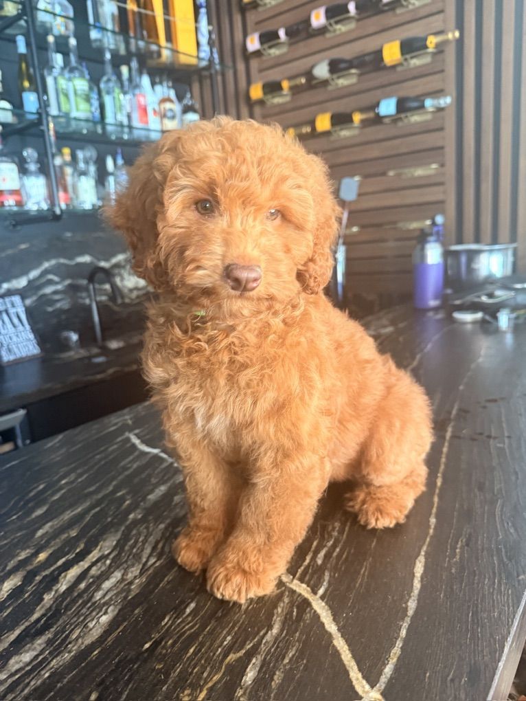 Stunning Deep red Trained Mini Goldendoodle Puppy