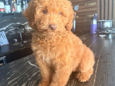 Stunning Deep red Trained Mini Goldendoodle Puppy