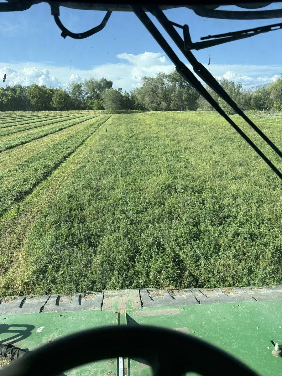 Premium Hay for Sale