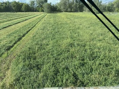 Premium Hay for Sale