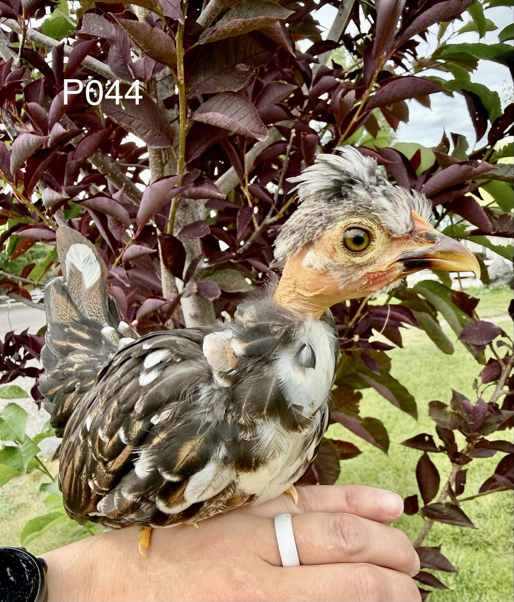 Main image 2