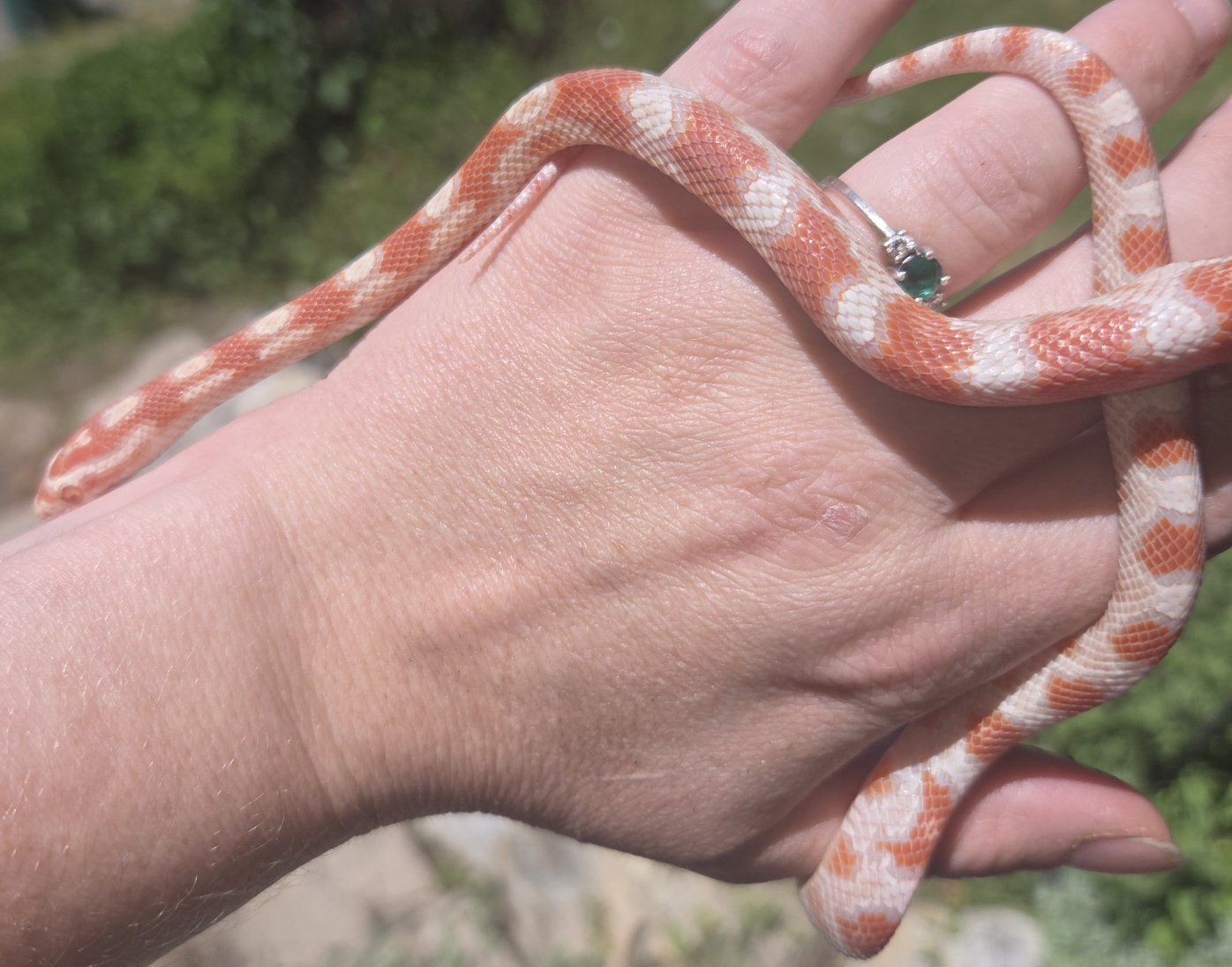 Friendly Corn Snake for Sale - Well-behaved Pet Reptile