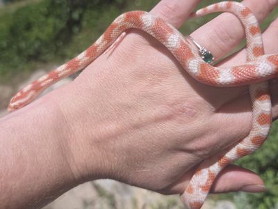 Friendly Corn Snake for Sale - Well-behaved Pet Reptile