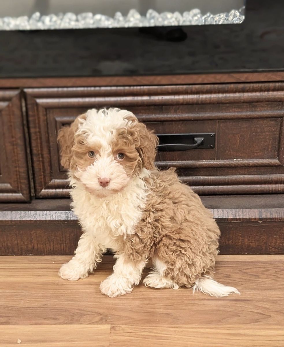 Lemon - Micro Bernedoodle $2200
