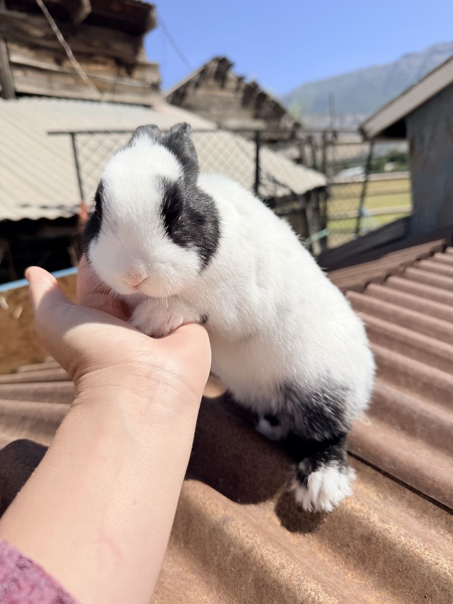 Baby Dwarf Hotot