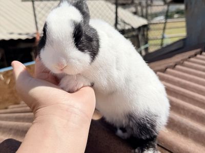 Baby Dwarf Hotot