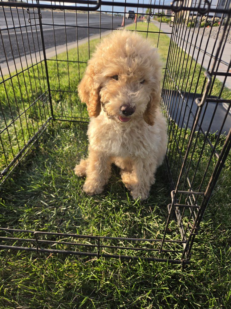 Medium Size Goldendoodle puppies