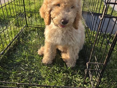 Medium Size Goldendoodle puppies