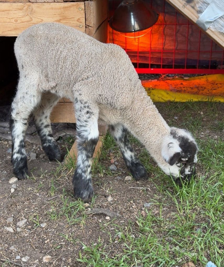Bummer Lamb