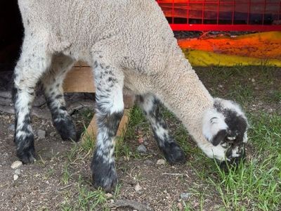 Bummer Lamb