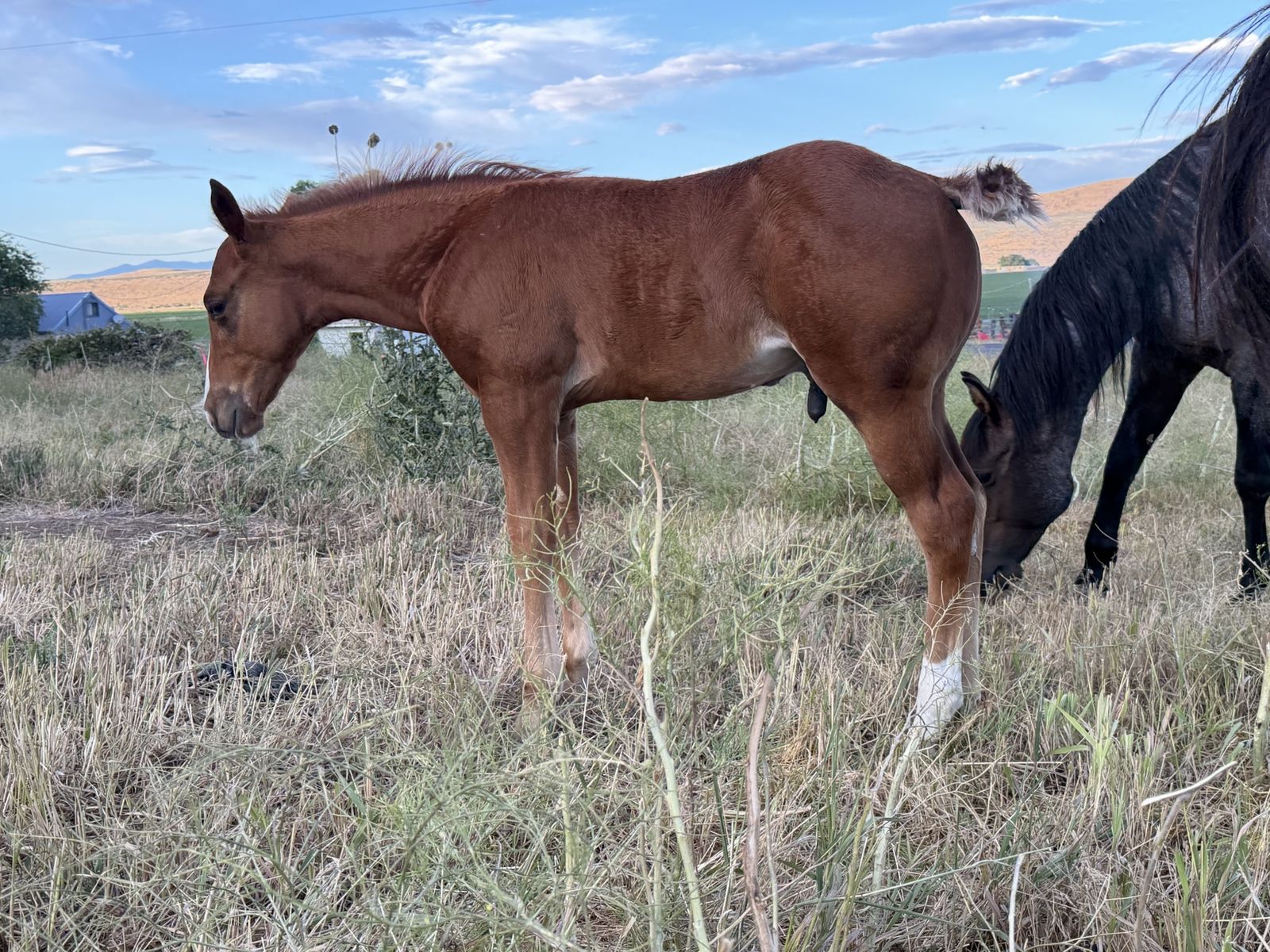 2026 sorrel stud colt